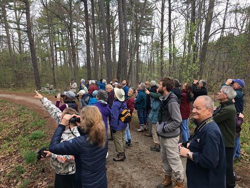 The Best Outdoor Activities in Portland, Maine, Bird watching in Baxter Woods Stevens Square